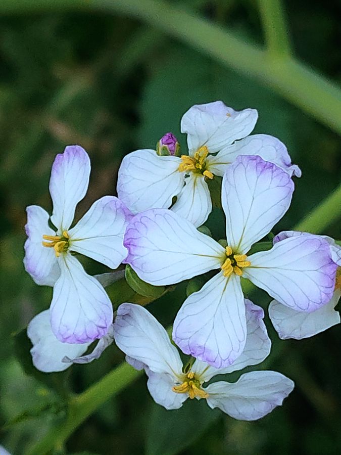 花卉系列【4064】