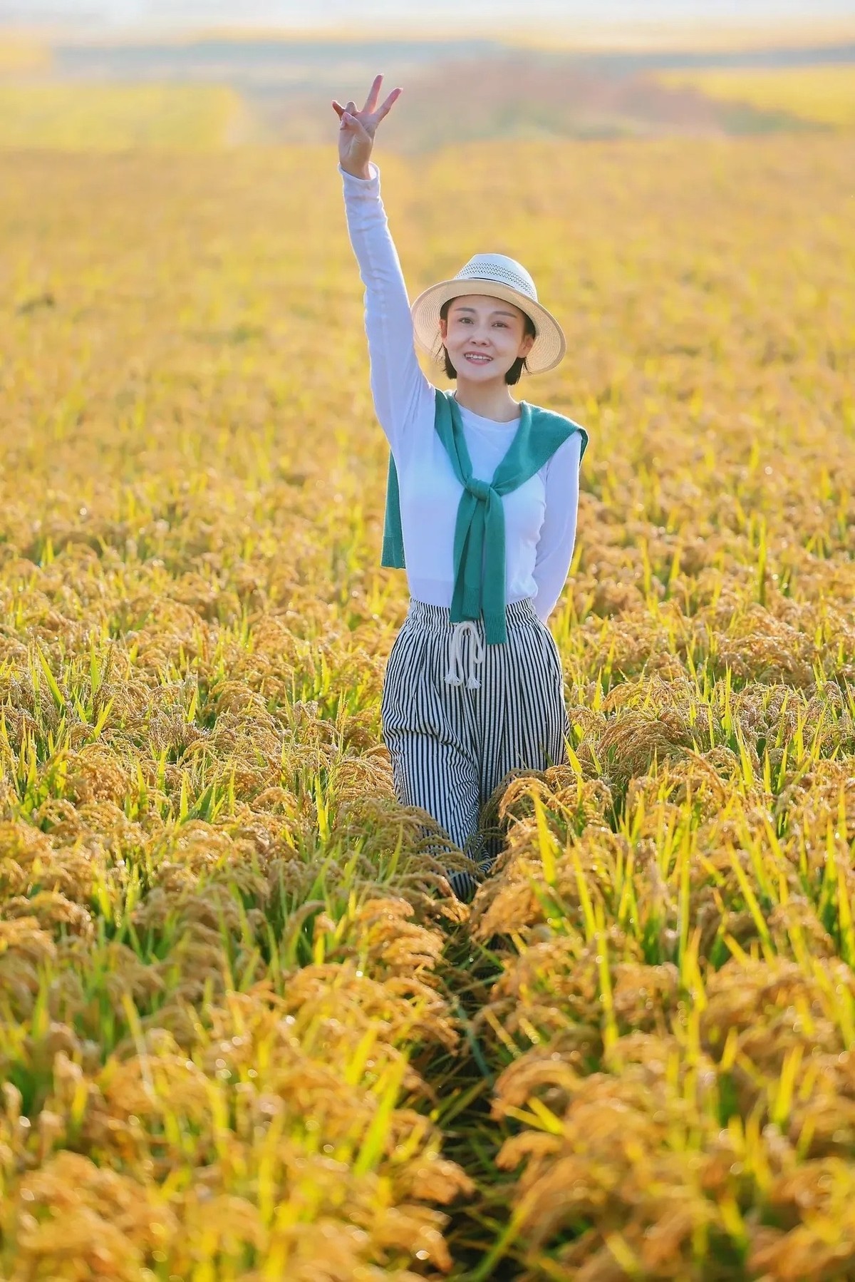 收获季节,谷粒如金