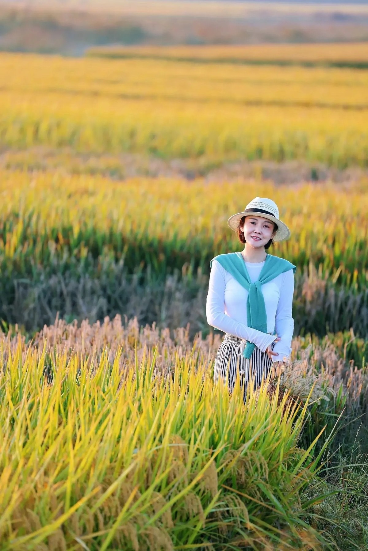 收获季节,谷粒如金