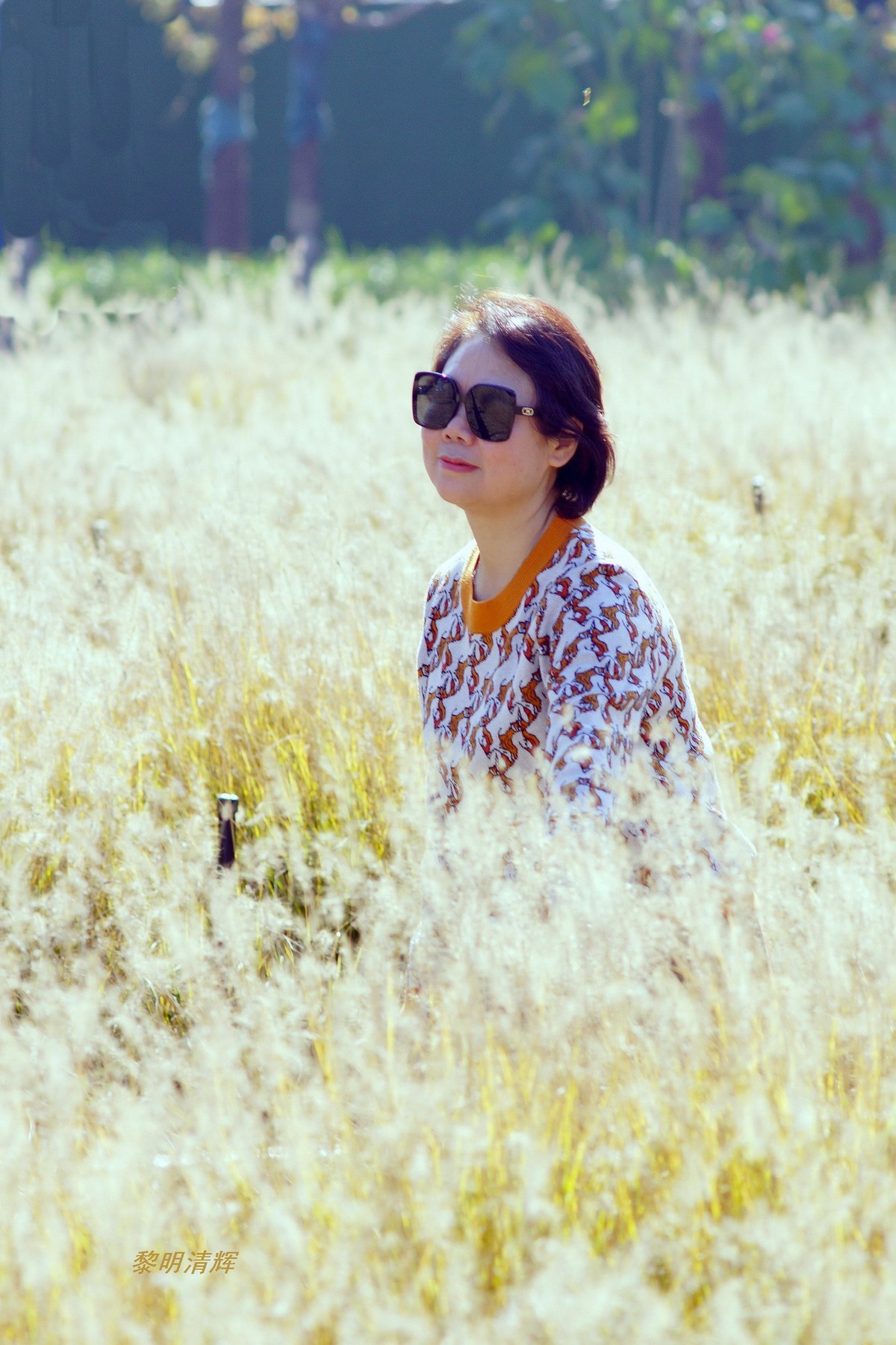 狗尾巴草地上—1