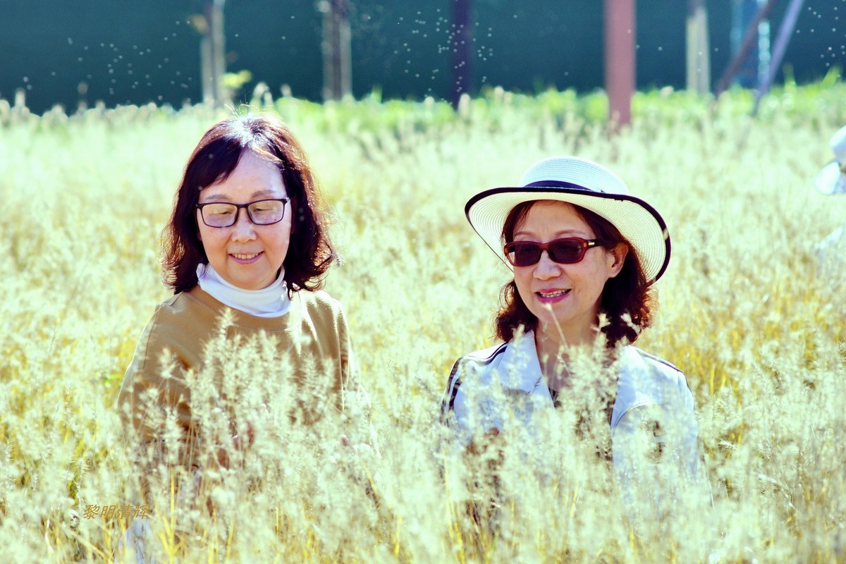 狗尾巴草地上—1