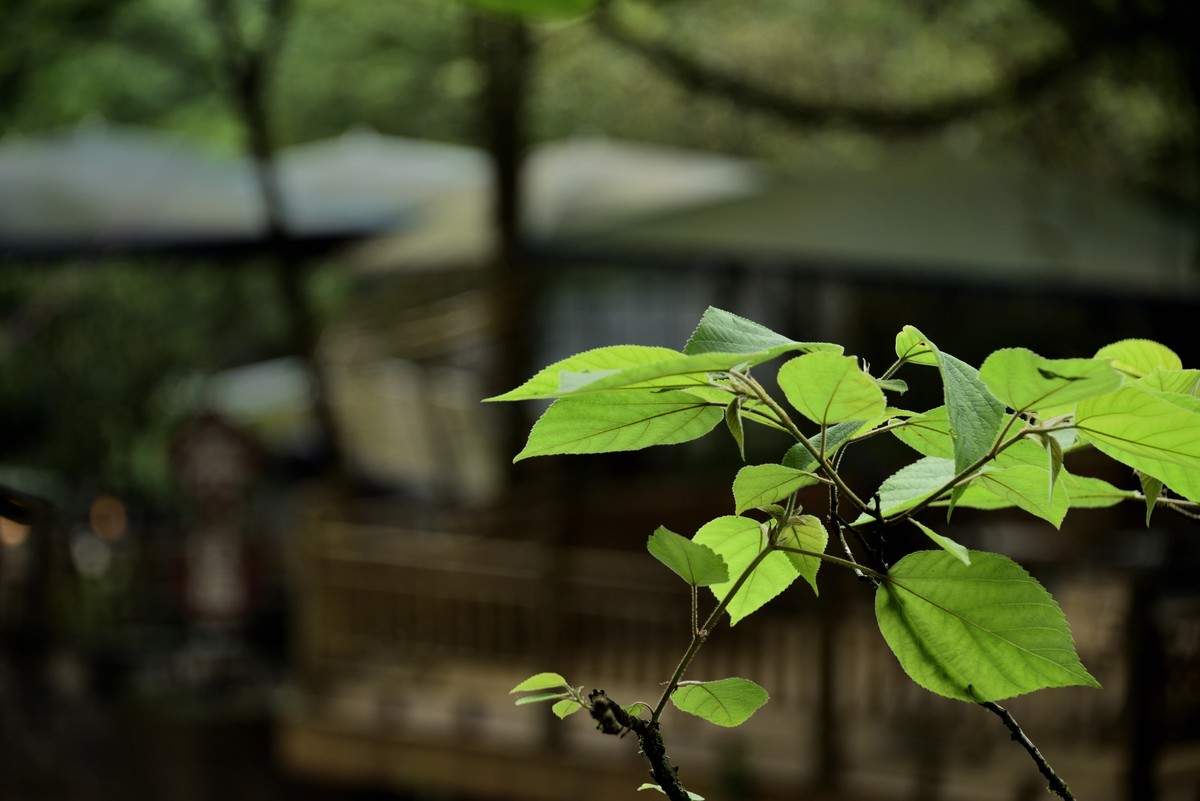 青城山泰安古镇【续完】