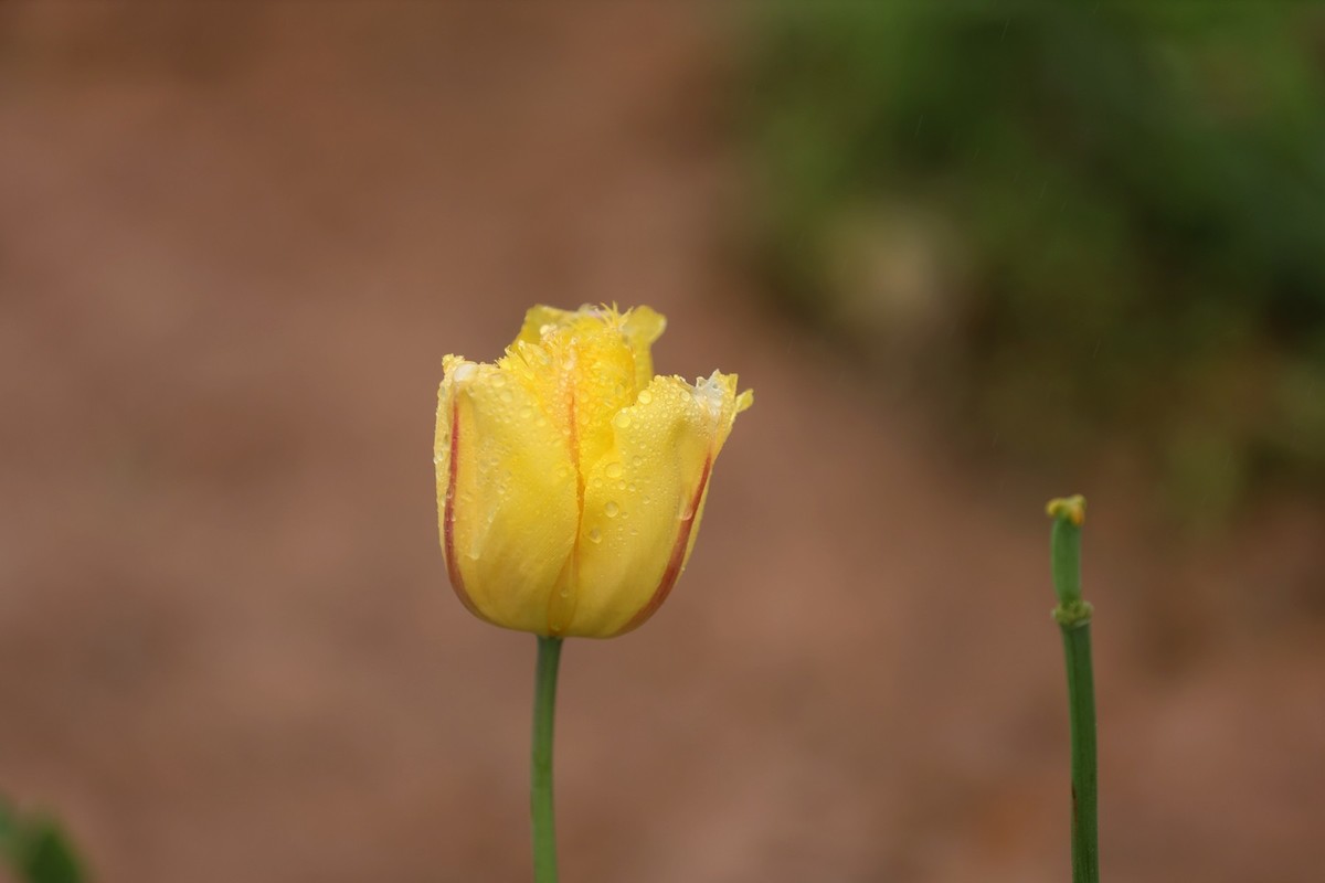 再发一组将调谢的郁金香