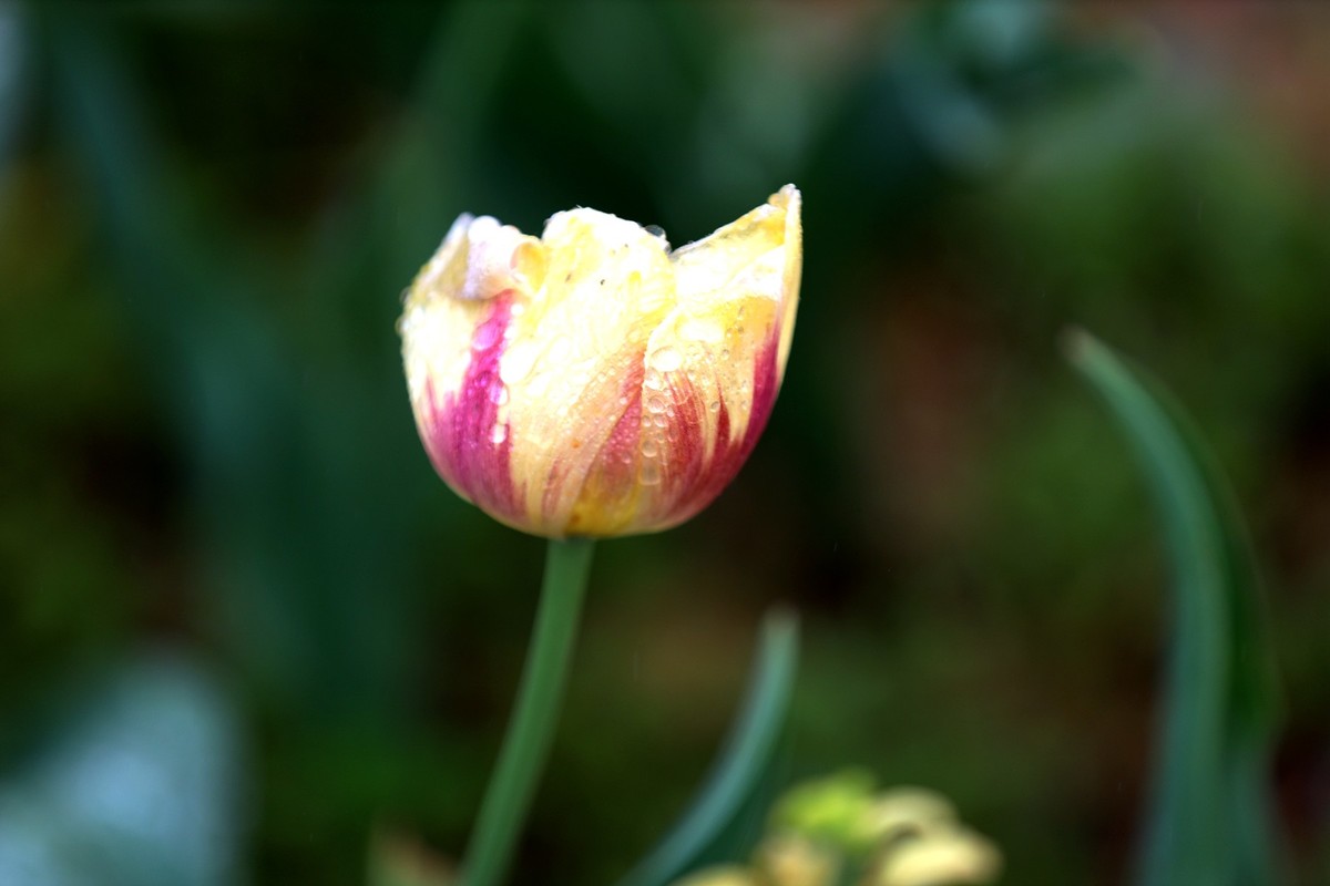 再发一组将调谢的郁金香