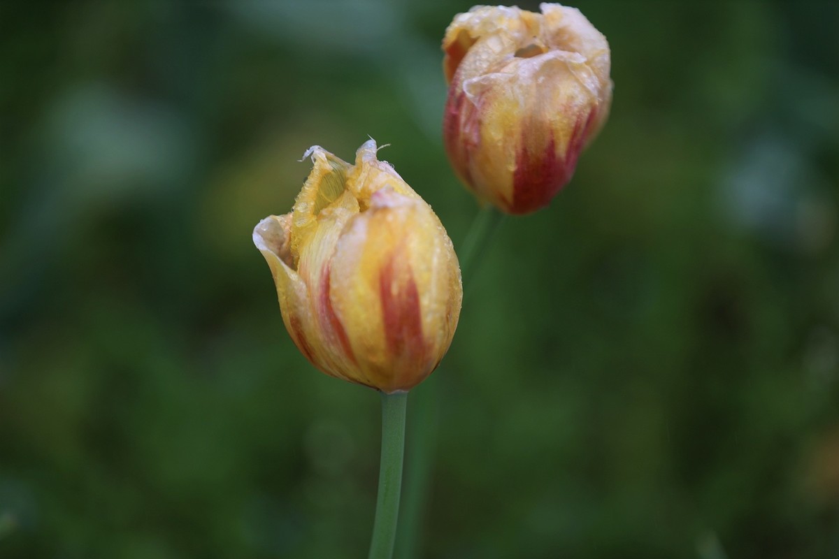 再发一组将调谢的郁金香