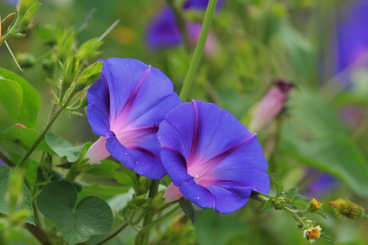 拍摄花卉一（384）