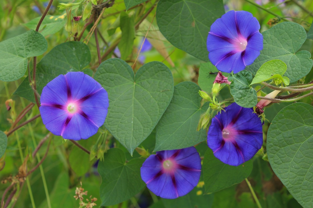 拍摄花卉一（384）