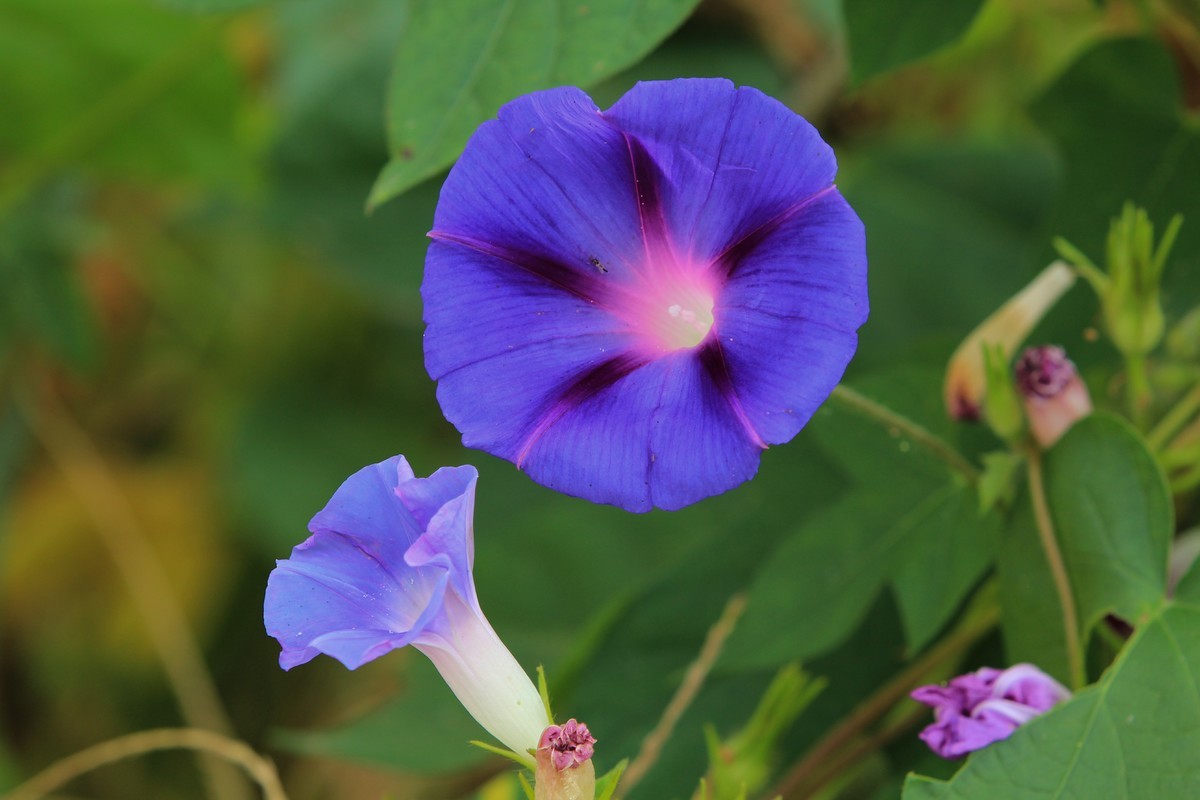 拍摄花卉一（384）