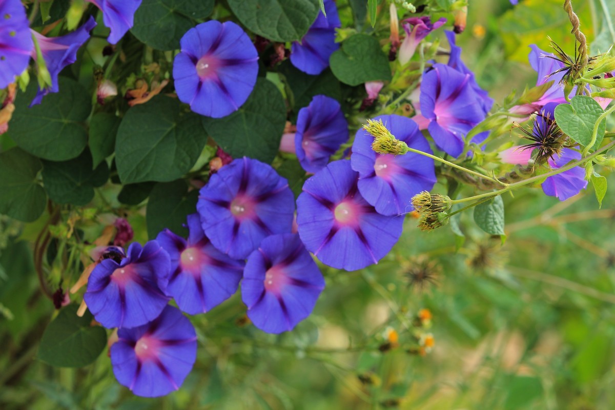 拍摄花卉一（384）