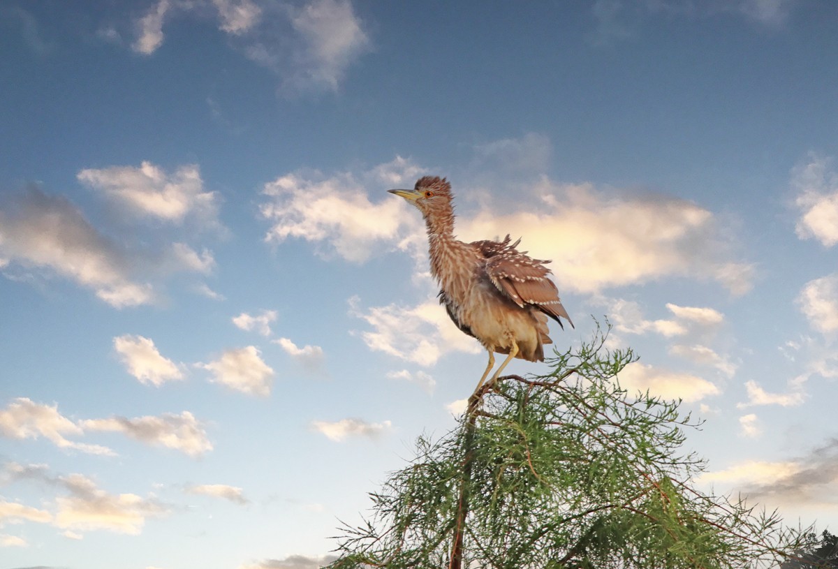“登高”远眺的池鹭
