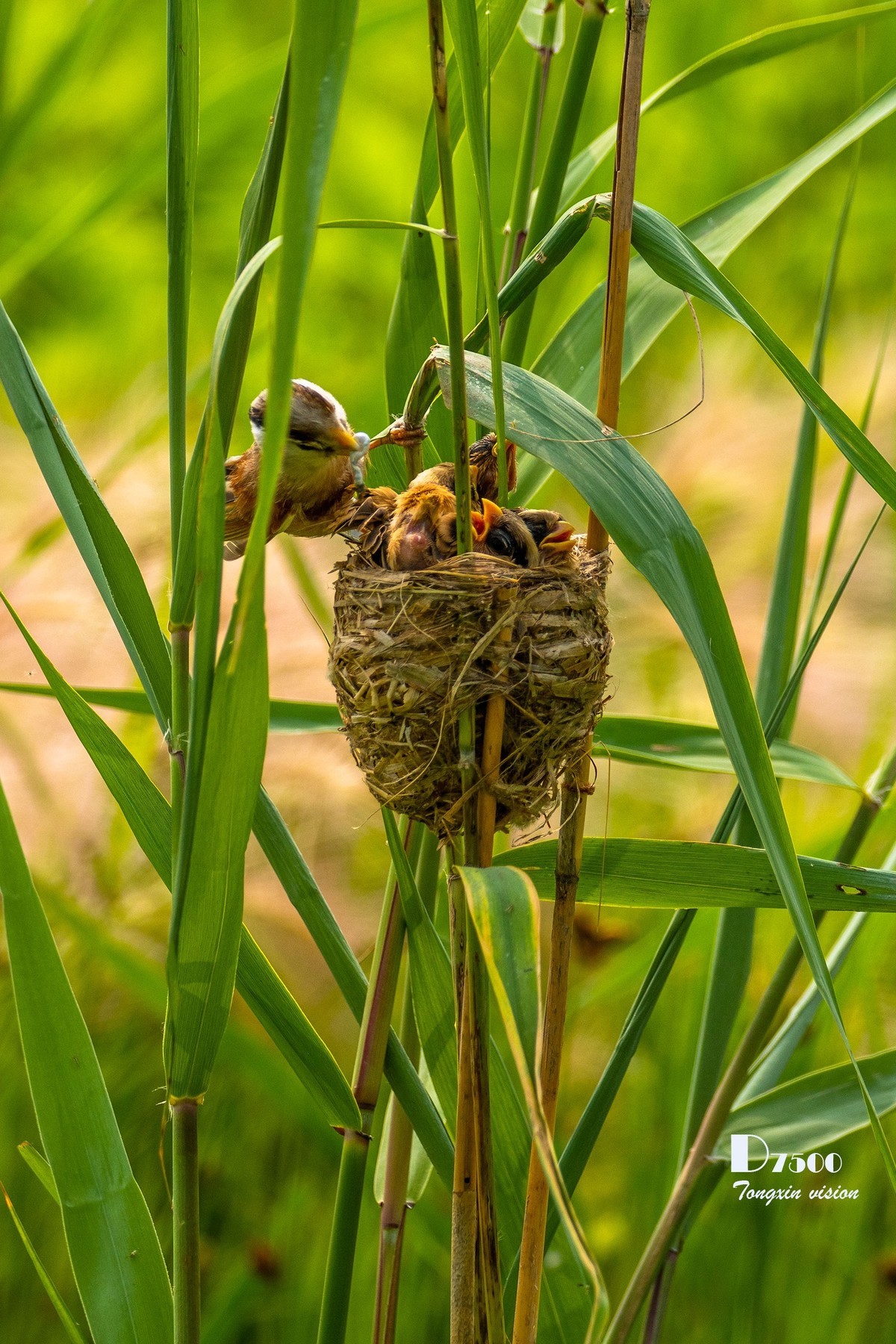 震旦雅雀（30）