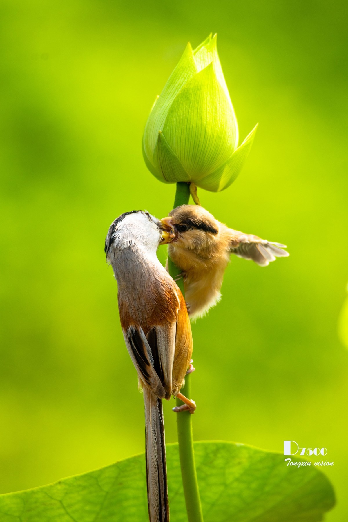 震旦雅雀（30）
