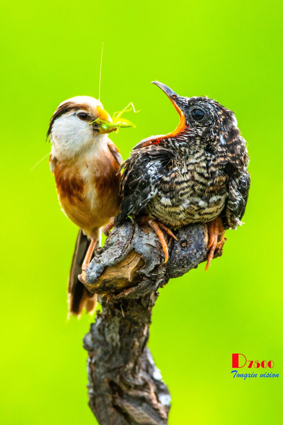 震旦鴉雀與杜鵑鳥(1)-中關村在線攝影論壇