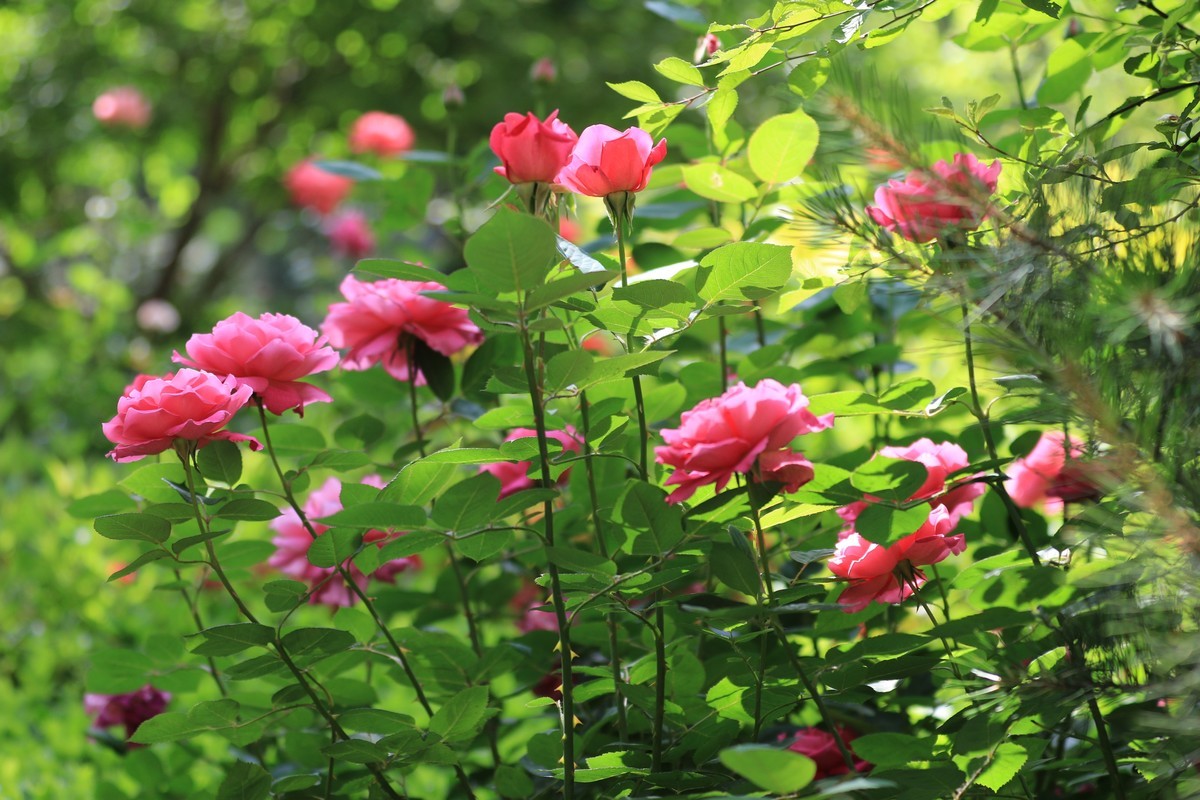 随拍花丛