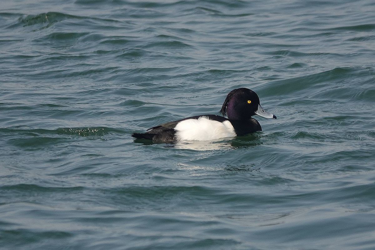 湖面上的斑背潜鸭