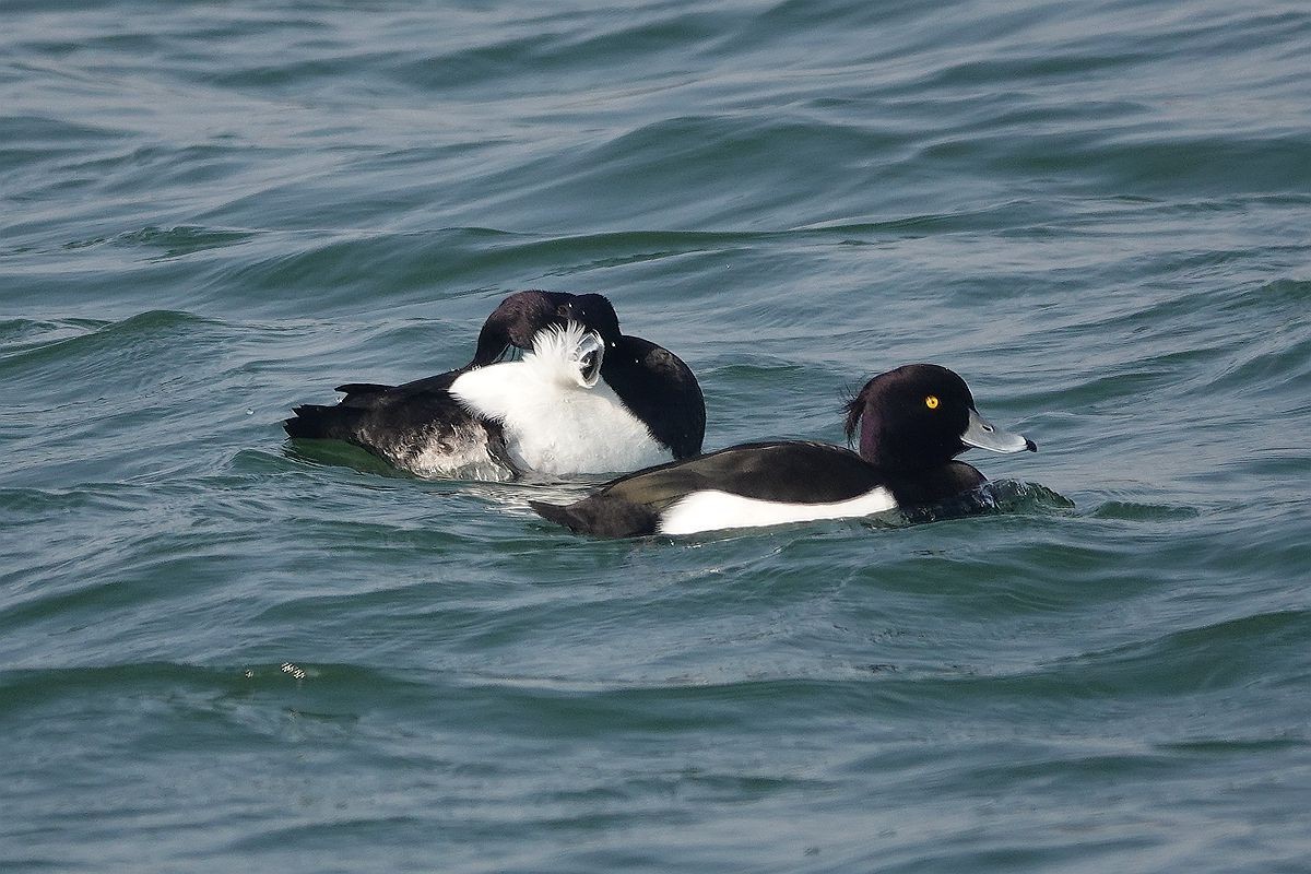 湖面上的斑背潜鸭