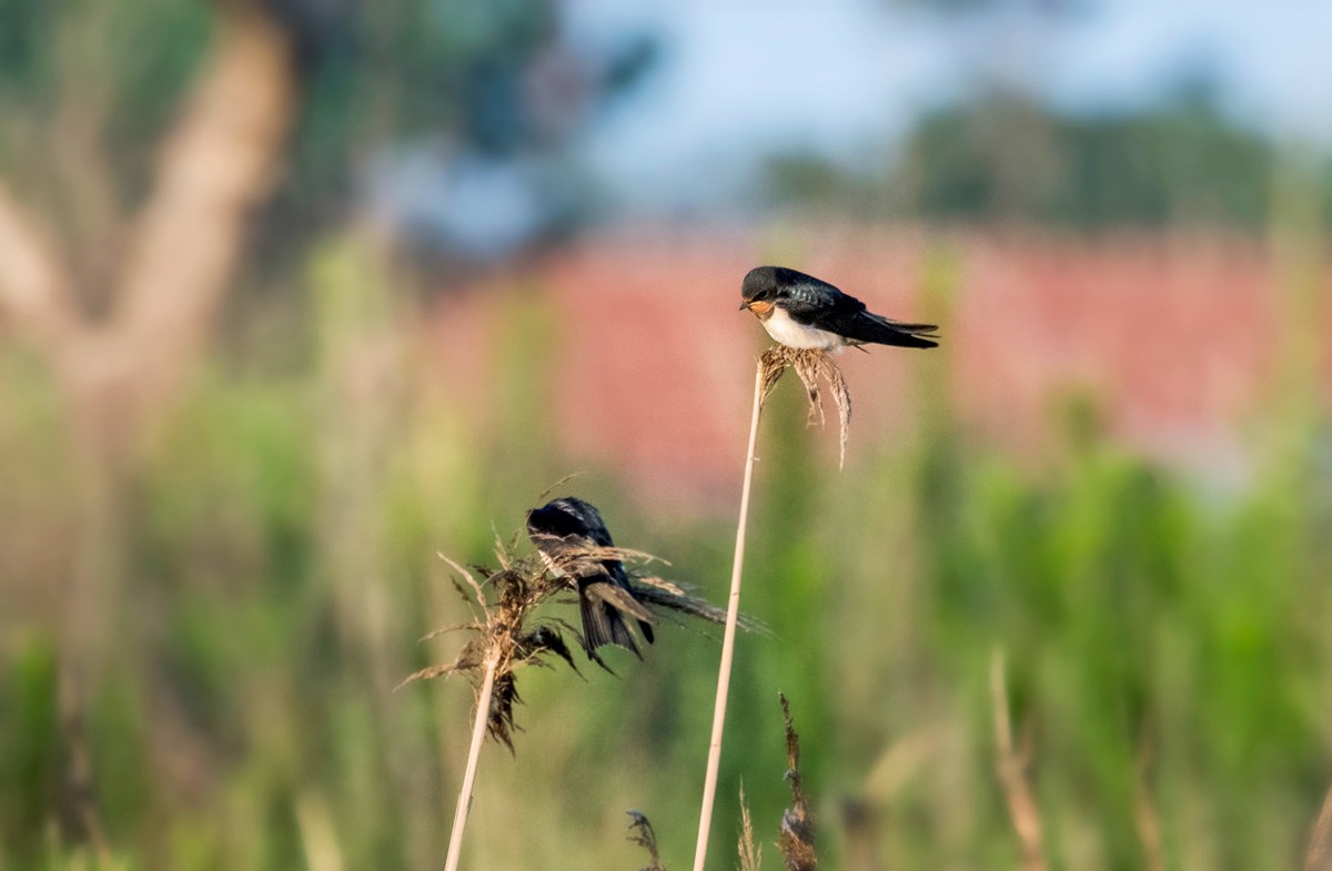 初夏的小燕子（五）