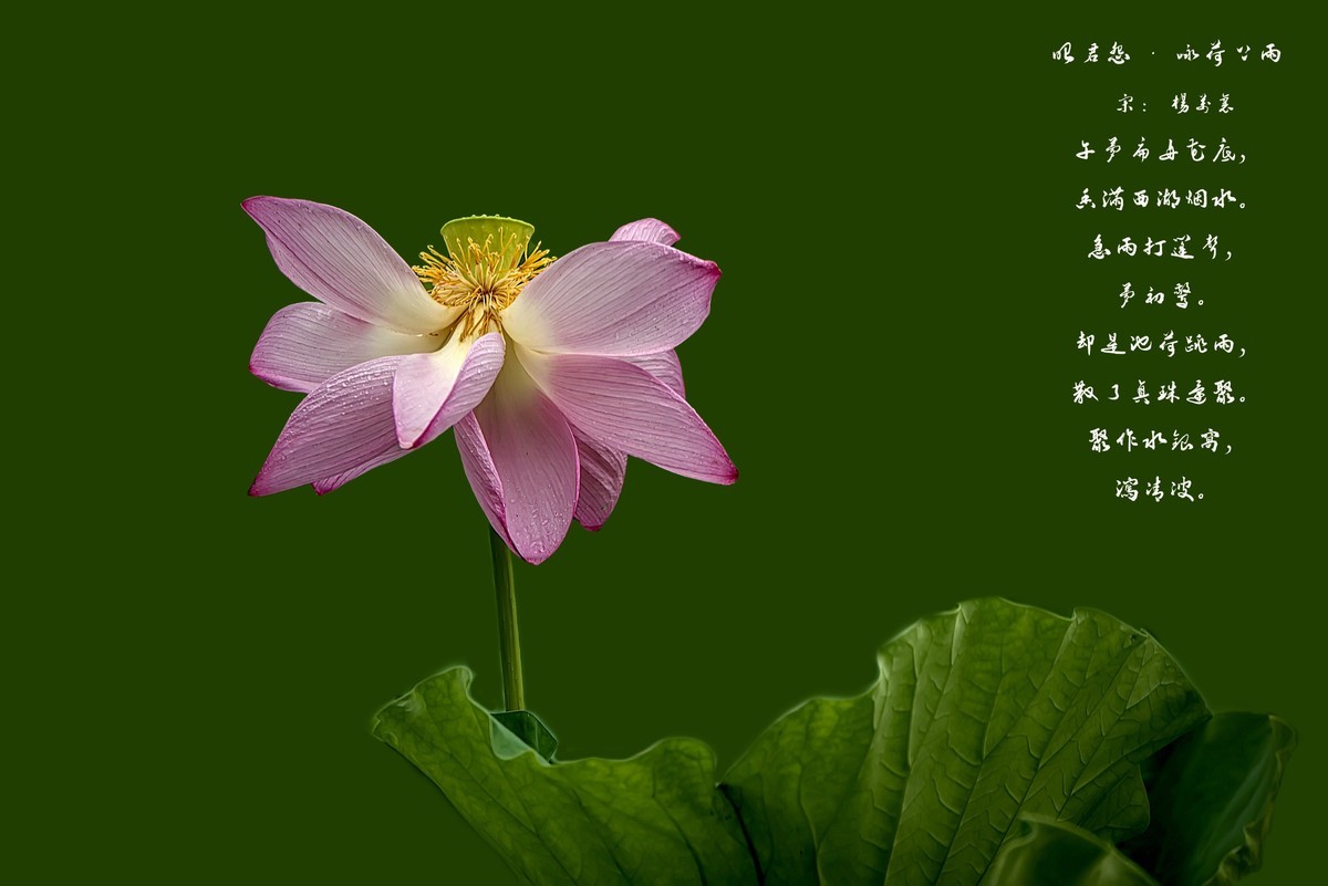 《雨    荷》 昭君怨·咏荷上雨    宋：杨万里