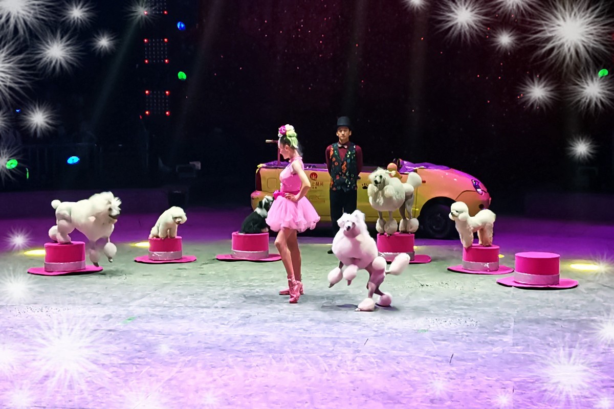 可爱的小狗（2023277）