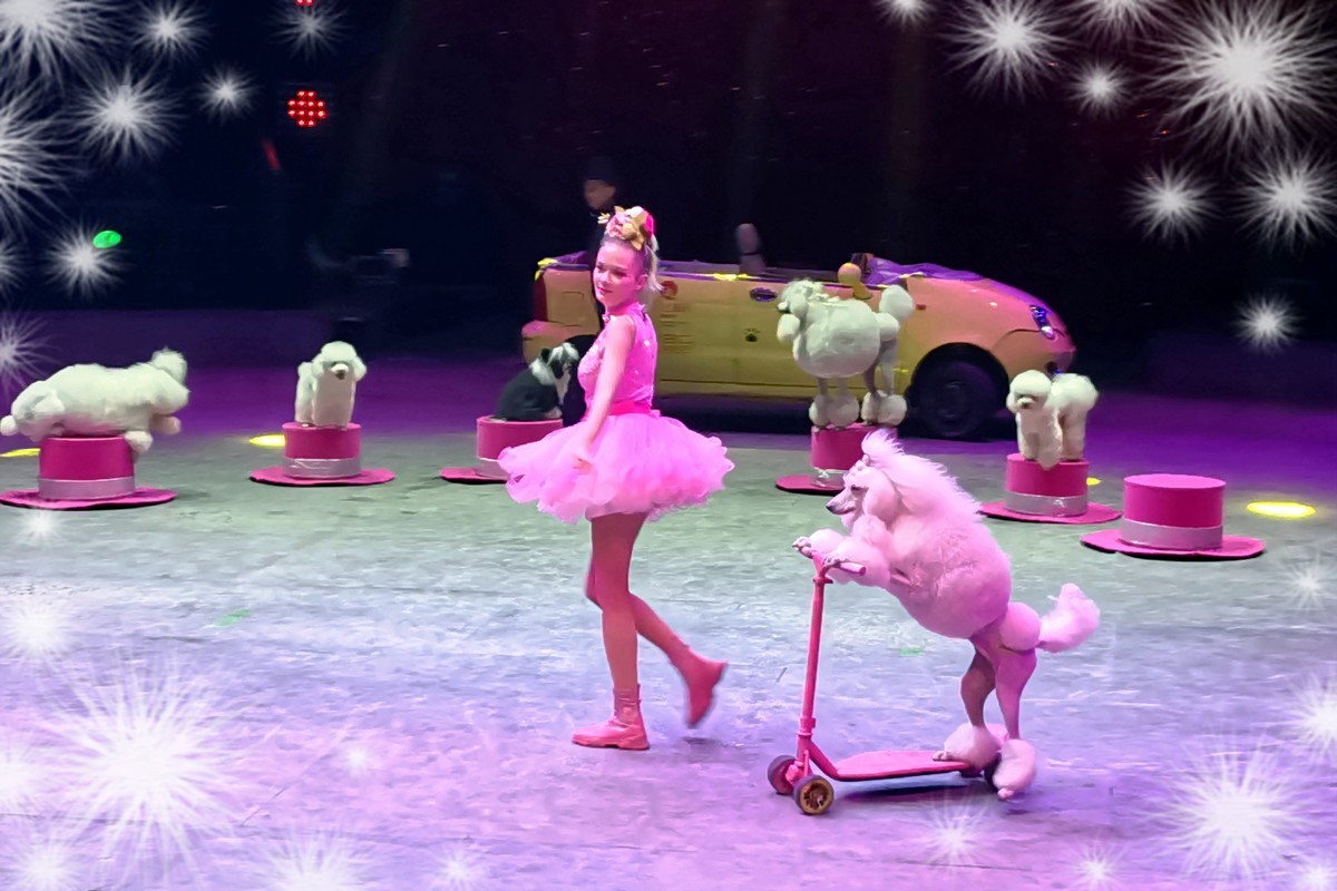 可爱的小狗（2023277）