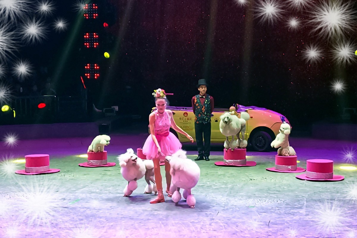 可爱的小狗（2023277）