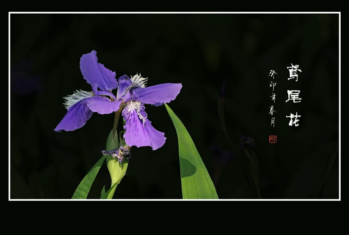 草间舞动紫蝴蝶-鸢尾花