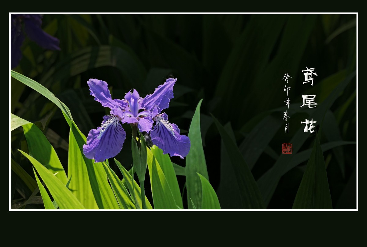 草间舞动紫蝴蝶-鸢尾花