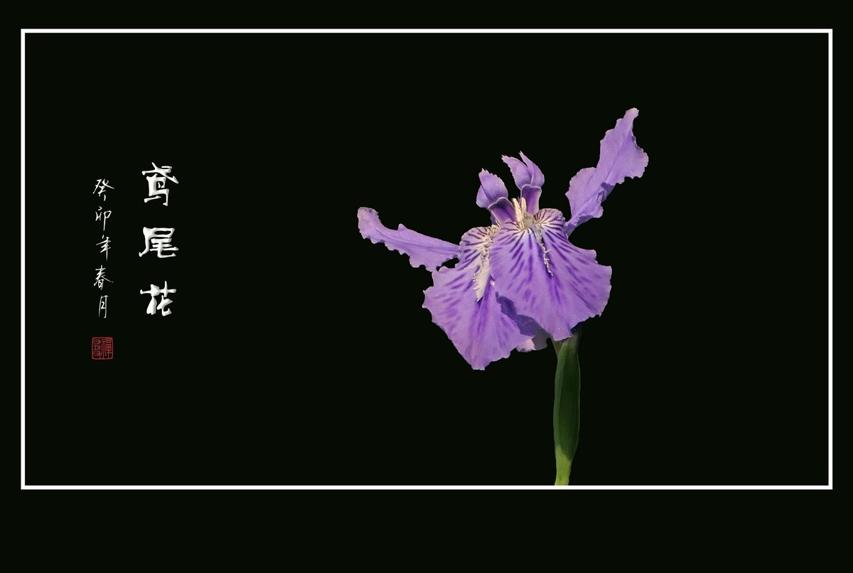 草间舞动紫蝴蝶-鸢尾花