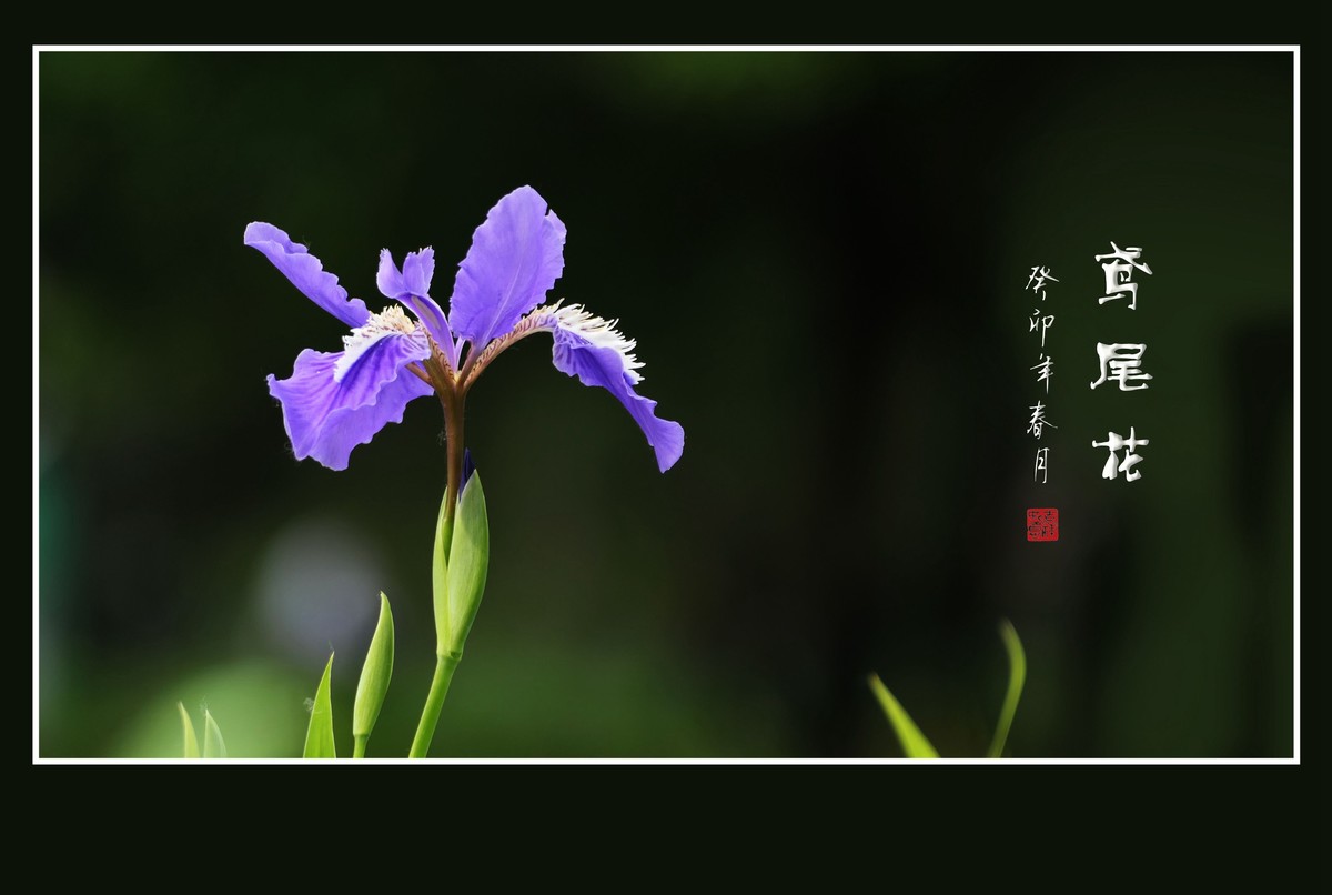草间舞动紫蝴蝶-鸢尾花