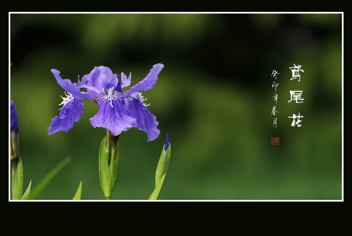 草间舞动紫蝴蝶-鸢尾花