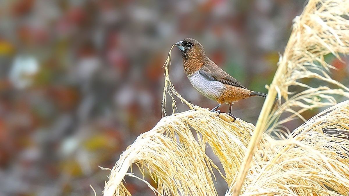 索尼这一枚长焦镜头确实非常强悍