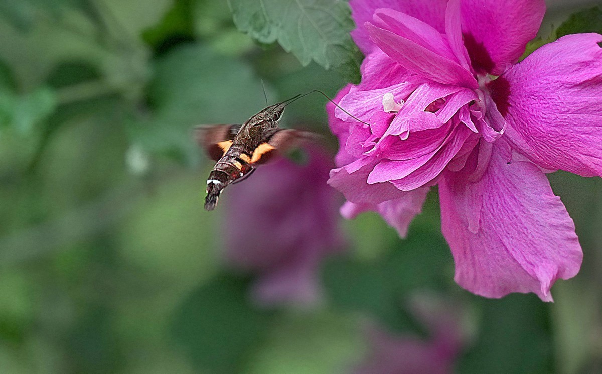 索尼这一枚长焦镜头确实非常强悍