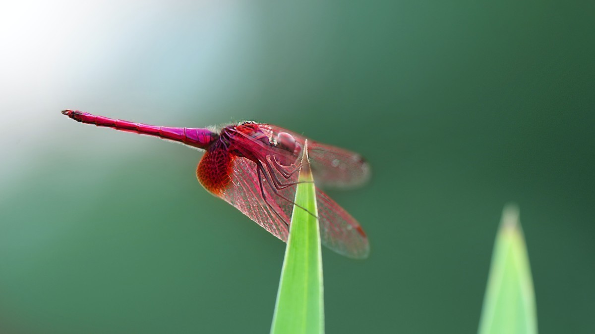 索尼这一枚长焦镜头确实非常强悍