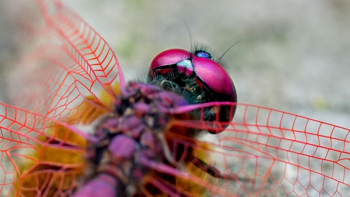 索尼这一枚长焦镜头确实非常强悍