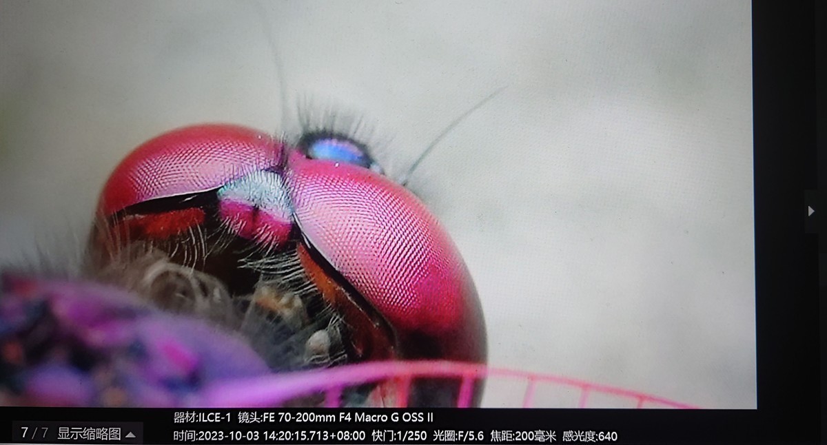 索尼这一枚长焦镜头确实非常强悍