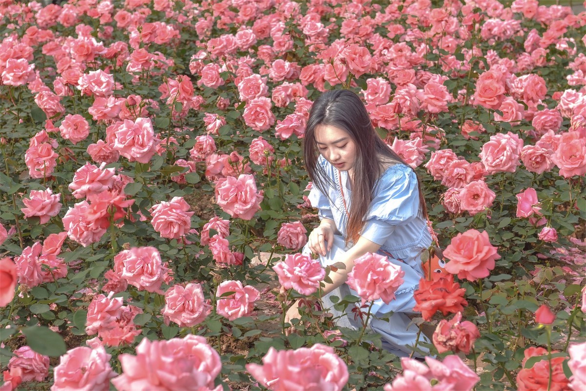 公园看花场景