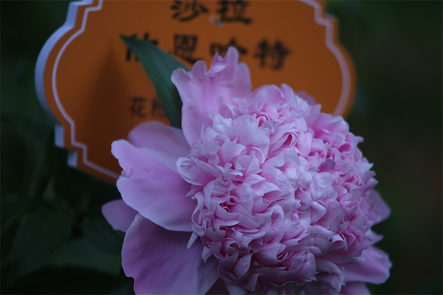 河洛欢歌演艺精彩闭幕助兴洛阳牡丹文化节