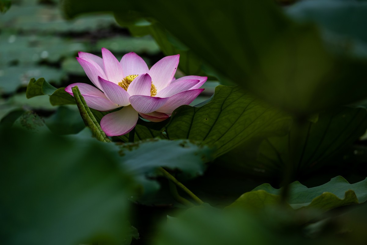 花枝招展（201）
