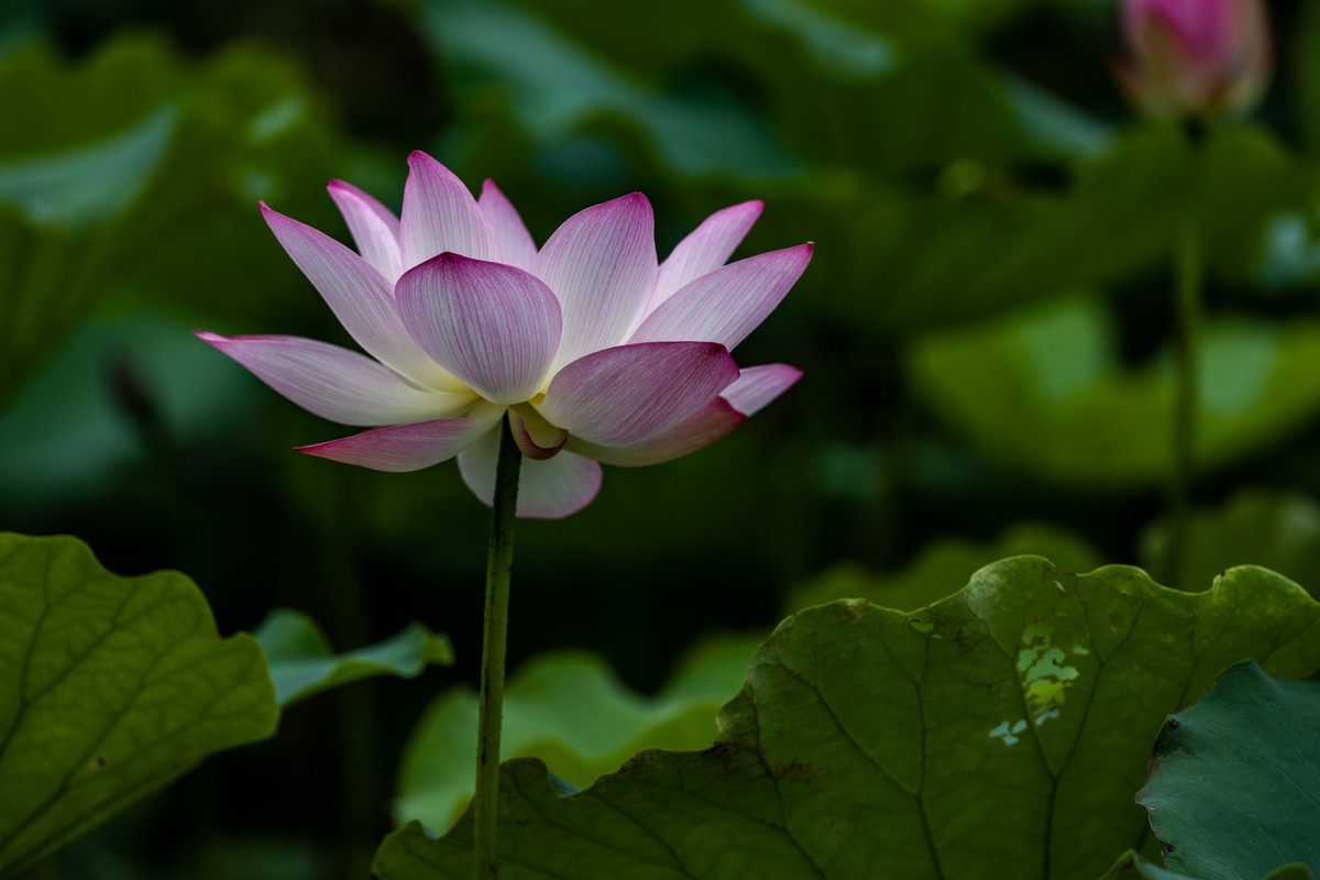 花枝招展（201）