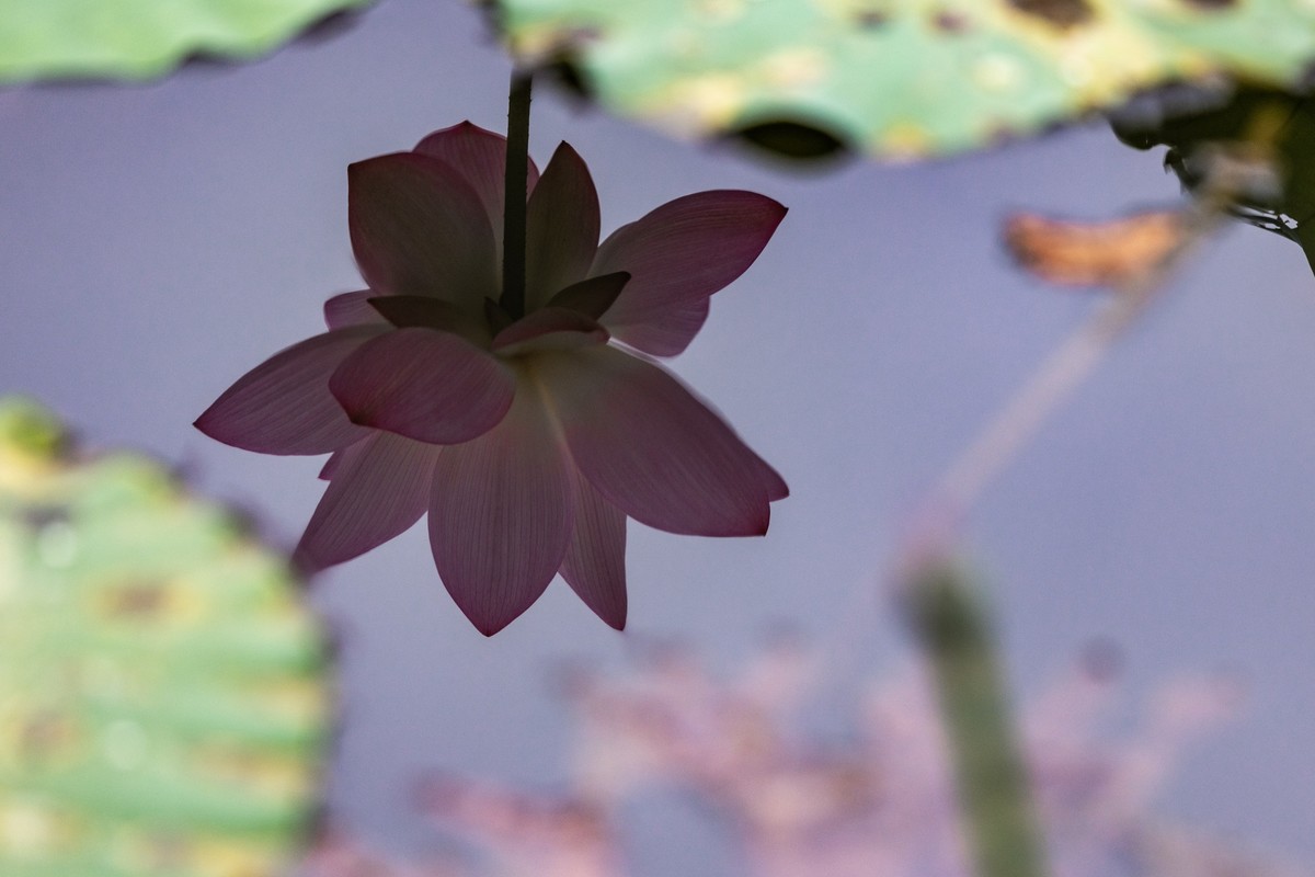 花枝招展（201）