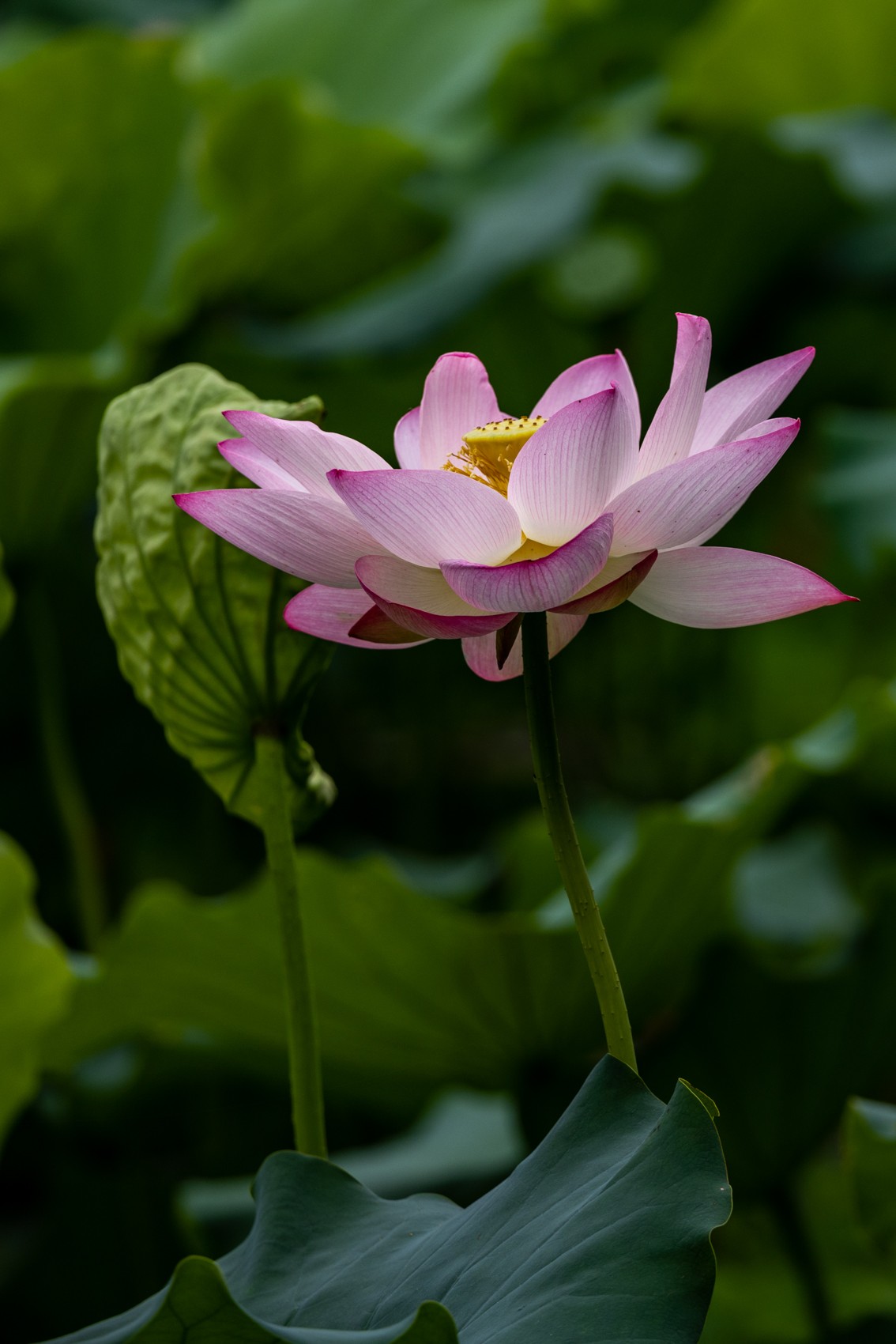 花枝招展（201）