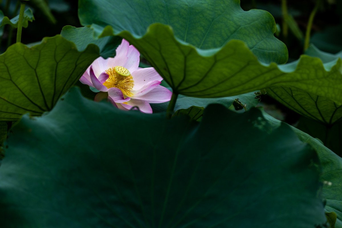 花枝招展（201）