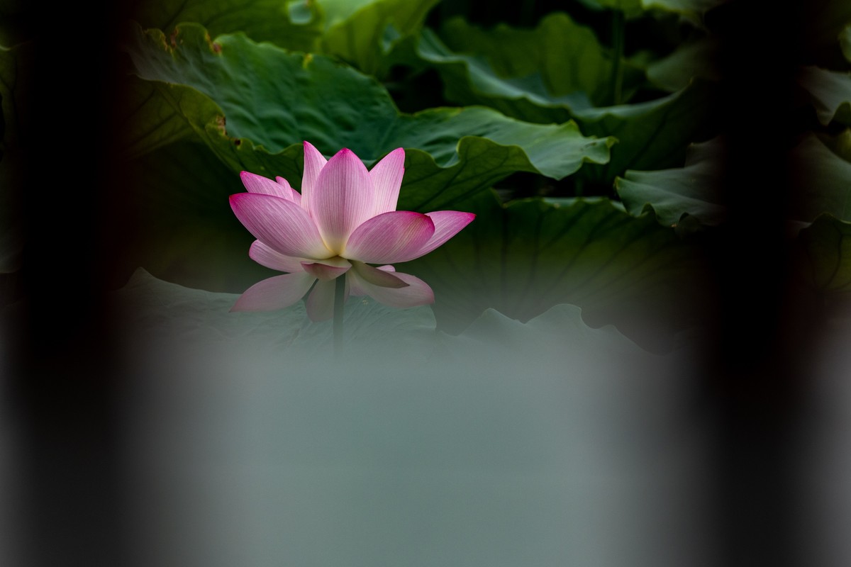 花枝招展（201）