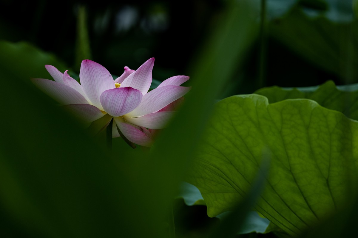 花枝招展（201）