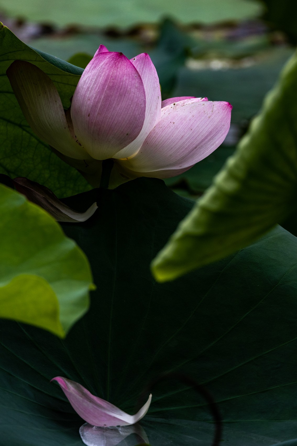 花枝招展（201）