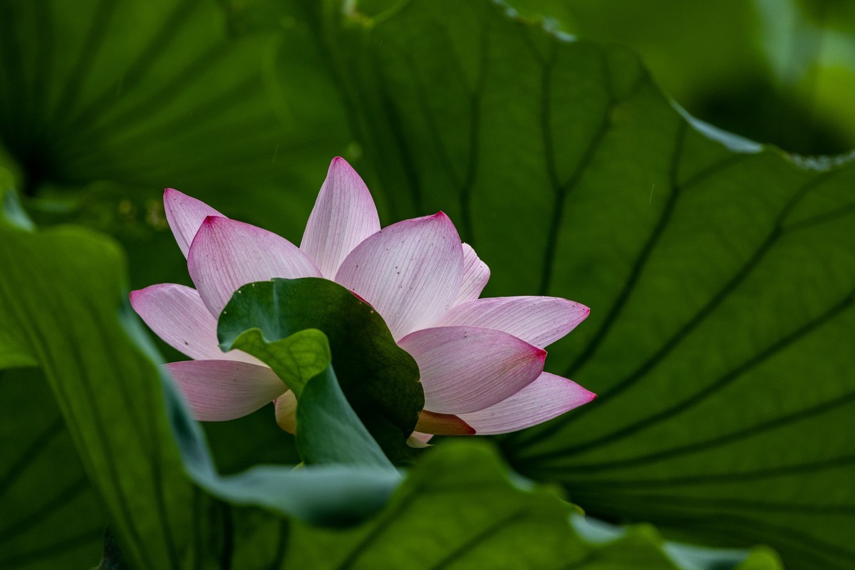 花枝招展（201）