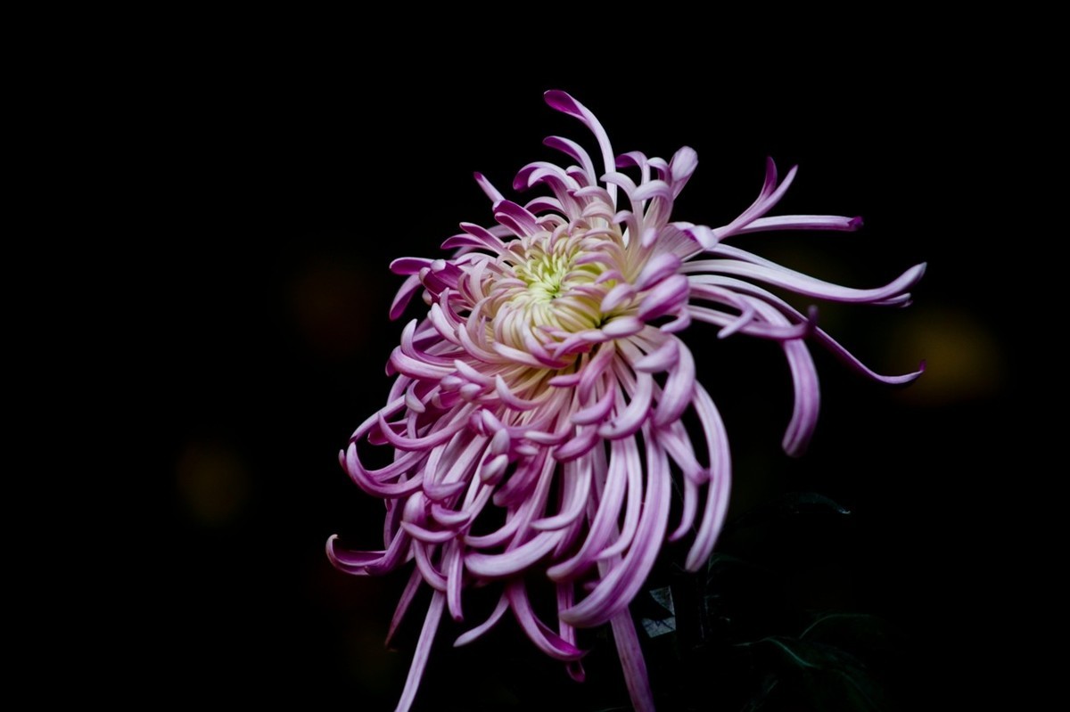 随拍——秋之韵●菊