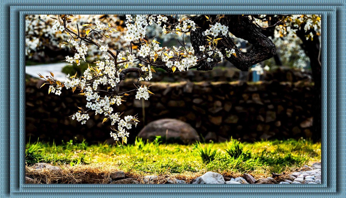 登瀛梨雪   百年沧桑