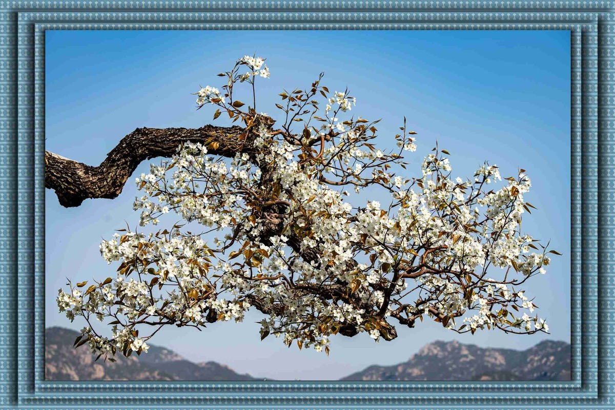 登瀛梨雪   百年沧桑