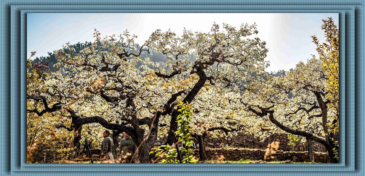 登瀛梨雪   百年沧桑